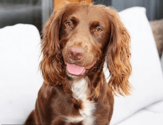 Gem the cocker spaniel: How the British are circumnavigating the nation’s cloning ban