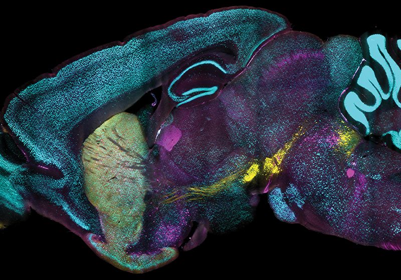 A New Protein-Labeling Method to Analysis Intact Organs