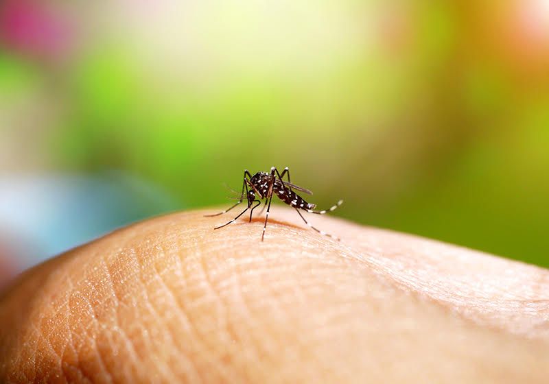 Mosquitoes Adapt to a Warming Setting